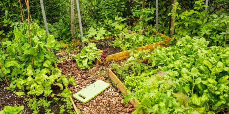Edible Landscaping
