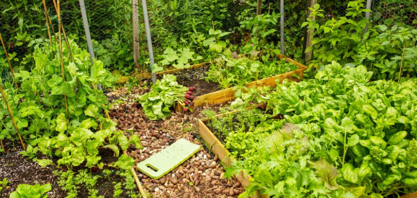 Edible Landscaping Edible Landscaping