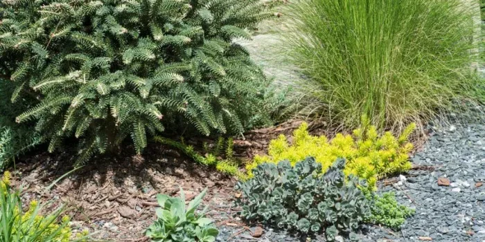 Arid Climate Landscaping