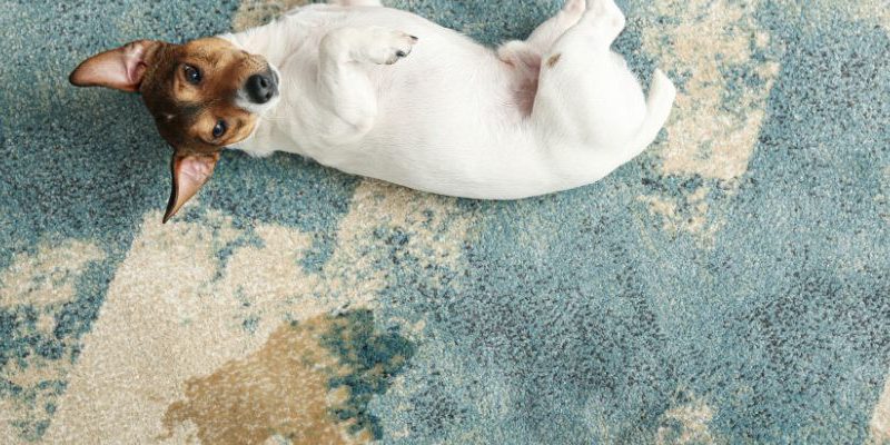 Methods for Pet Odor and Stain Removal