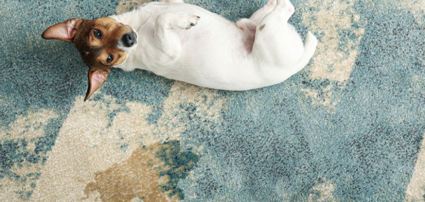 Methods for Pet Odor and Stain Removal