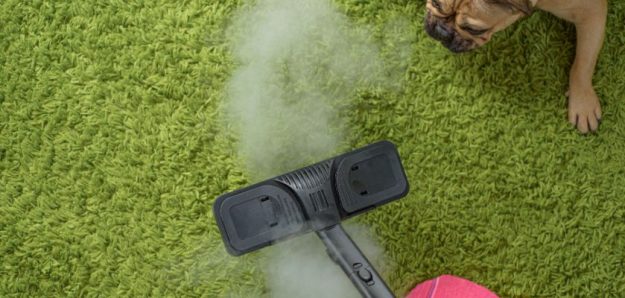 The Best Methods for Pet Odor and Stain Removal