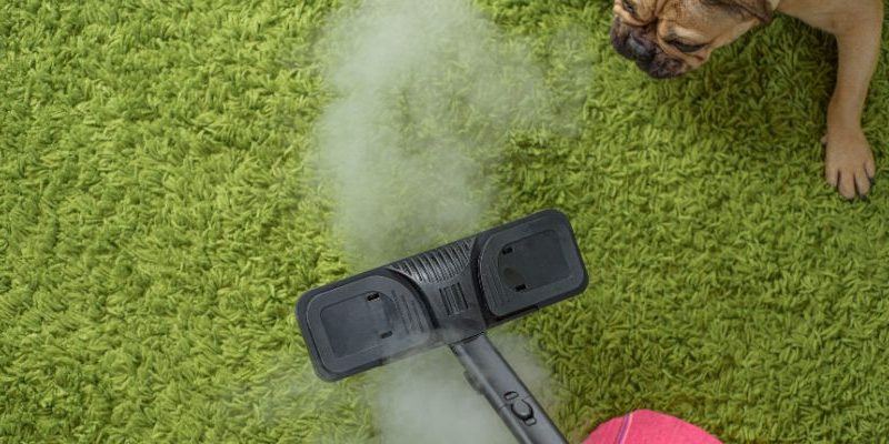 The Best Methods for Pet Odor and Stain Removal