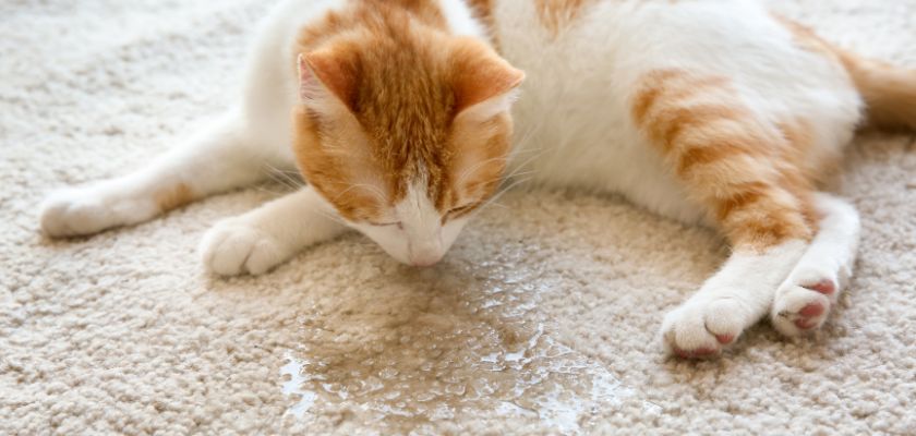 Understanding Pet Odors and Stains