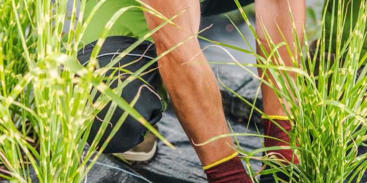 Pristine Connections